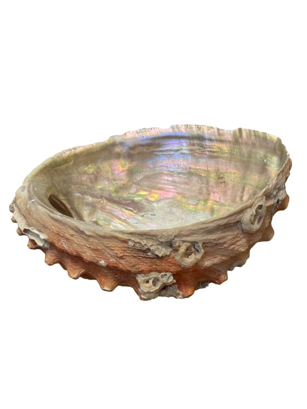 Natural Iridescent Abalone Shell Decorative Bowl 6" X 5" - Coastal Home Décor
